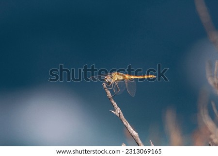 Photo of a dragonfly on a tree