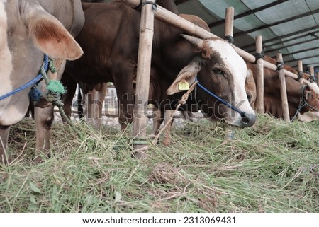 Cattle or cows are eating grass at the animal market during the preparation of the sacrifice on Eid al-Adha Royalty-Free Stock Photo #2313069431