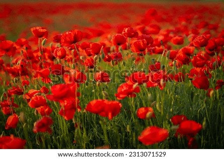 A beautiful field of poppies in red and green, where you can close your eyes and feel the summer. The blurred parts make the picture suggestive. 
