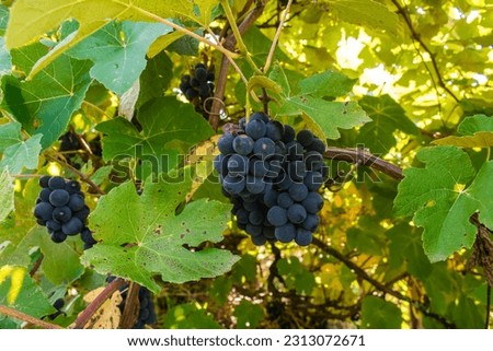 Ripe bordo grapes (Vitis labrusca) in Sao Francisco de Paula, Brazil Royalty-Free Stock Photo #2313072671