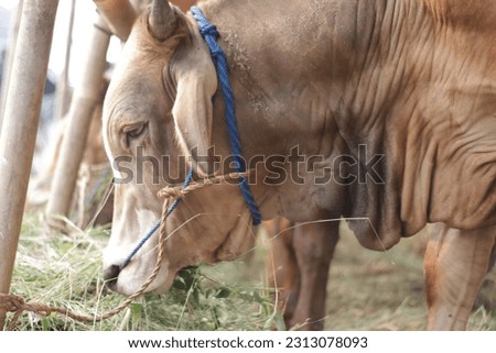 Cattle or cows are eating grass at the animal market during the preparation of the sacrifice on Eid al-Adha Royalty-Free Stock Photo #2313078093