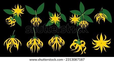 Ylang ylang vector clip art set of tropical botanical illustrations. Yellow wild flowers with green leaves. Vector illustrations.