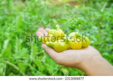 Yellow tomato in garden on hand, cherry tomatoes in plants 