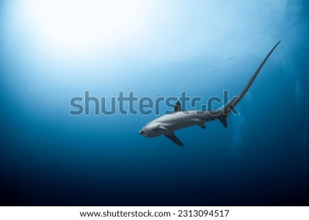 Thresher sharks at Malapascua Philippines Royalty-Free Stock Photo #2313094517