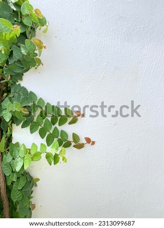 Climbing fig plant in the Wall