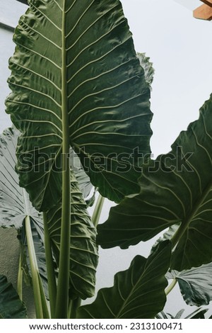 Large textured palm leaves view from below.