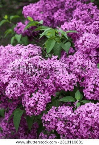Large lilac bush in spring.  Bright flowers of spring lilac bush. Spring lilac flowers close-up. Twig beautiful varietal blooming flower Royalty-Free Stock Photo #2313110881