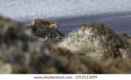 European otter (Lutra lutra) on the seaweed-covered shore, Isle of Mull, Scotland