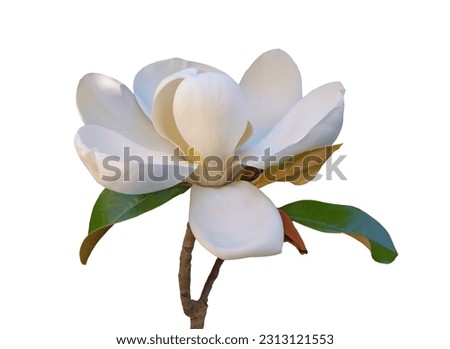 Flower of Magnolia grandiflora with leaves isolated on white background