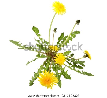Dandelion flowers, taraxacum officinale - whole plant Royalty-Free Stock Photo #2313122327