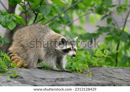 Beautiful young raccoon with yellow ring tail looking for food in New York City in summer