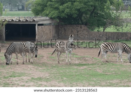 Zebras in the Parque Zoologico Lecoq in the capital of Montevideo in Uruguay