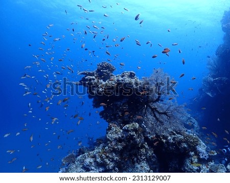 Large school of fish, Ibaruma Bay seabed, Ishigaki Island Royalty-Free Stock Photo #2313129007