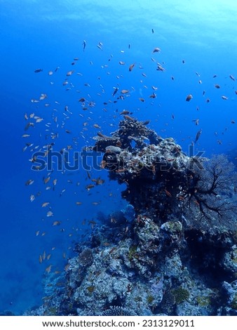 Large school of fish, Ibaruma Bay seabed, Ishigaki Island Royalty-Free Stock Photo #2313129011