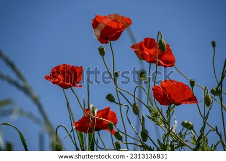 red poppies on a field in westphalia