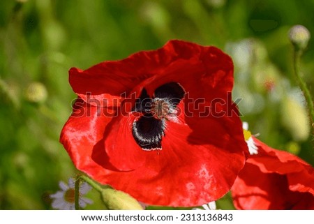 red poppies on a field in westphalia