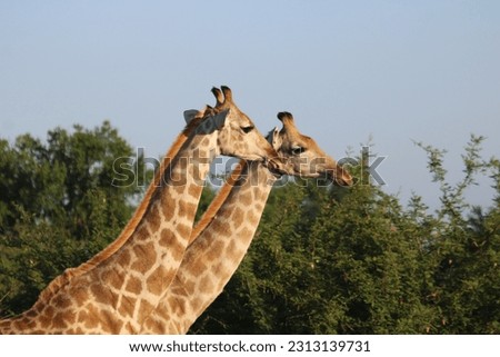Giraffe Siblings in South Africa