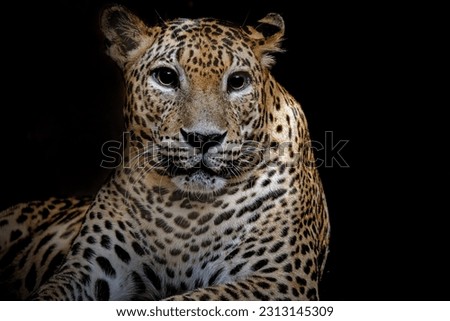 portrait of the srilangka leopard
