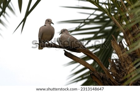 Eurasian collared dove (Streptopelia decaocto) pair is sitting on palm tree in Punjab Pakistan                               