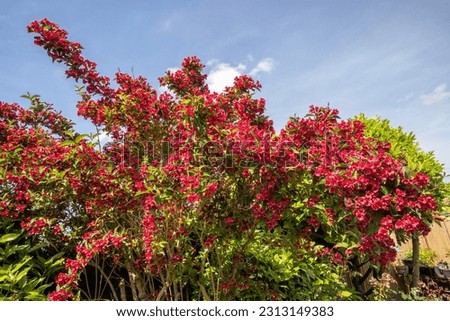 Flowering weigela shrub in bloom with red bee-friendly flowers. Beautiful garden pant. Red bush or tree flowers against blue sky background. Royalty-Free Stock Photo #2313149383