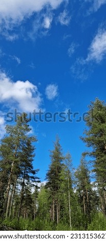 Wallpaper pattern background view beautiful natural tree fresh environment growth green leaf landscapes pine botany petal forest molnen air weather branch green leaf colour travel foliage sky blue