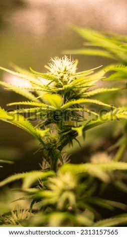 Indoor medical cannabis in Uruguay