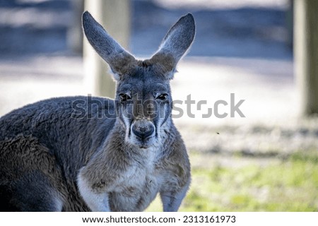 Kangaroo belong to the animal family Macropus, literally "big foot." They are a large plant-eating marsupial with a long powerful tail and strongly developed hind limbs.