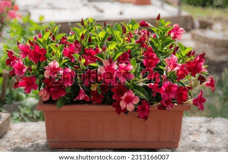 Planter pot with beautiful colorful flowers outside Royalty-Free Stock Photo #2313166007