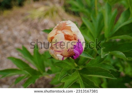 Peonies have a firm place in garden culture as a garden plant.
Also called peonies, they belong to the peony genus, which comprises 32 species.