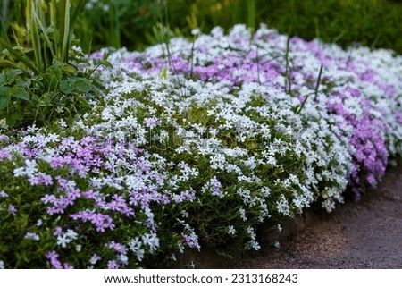 Blooming purple, pink, white Phlox subulate in landscape design. Decorative ground cover plant Phlox subulate in the garden Royalty-Free Stock Photo #2313168243