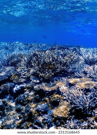 Underwater view of the coral reef, Tropical waters, Marine life