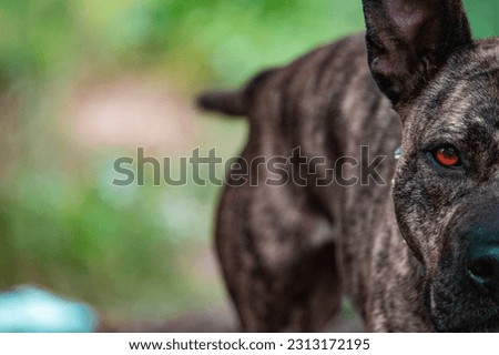 The pitbull dog named Hera's half face and eye in nature