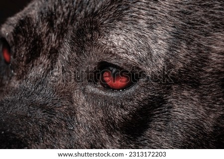The pitbull dog named Hera's face and eye close-up in nature