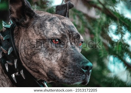 The pitbull dog named Hera looking around in nature
