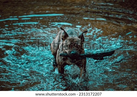 Hera named the pitbull dog playing bringing back in nature and a lake