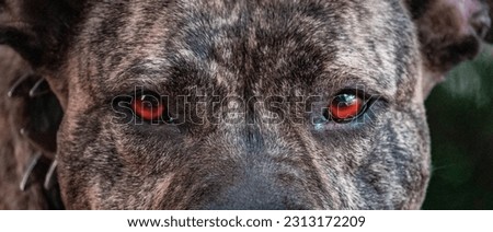 The pitbull dog named Hera's eye in nature