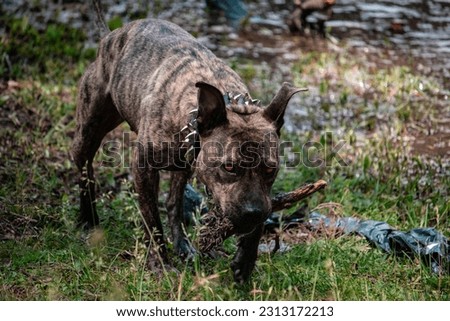 The pitbull dog named Hera playing bringing back in nature