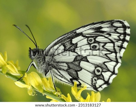 Melanargia galathea. Black, white, spotted, striped butterfly. In your own environment, high-resolution macro photography. At sunset.