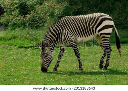 Single zebra grazing on green grass with foliage in the background

