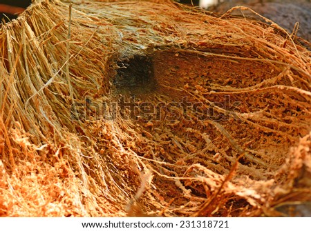 Coconut fibres from which coir is made. Royalty-Free Stock Photo #231318721