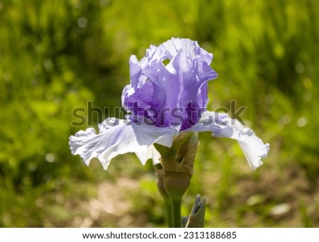 Light blue iris flower, very beautiful, bright and delicate against a blurred background of summer greenery.