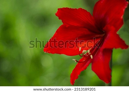 red hibiscus, amaryllis, flowers on windowsills Royalty-Free Stock Photo #2313189201