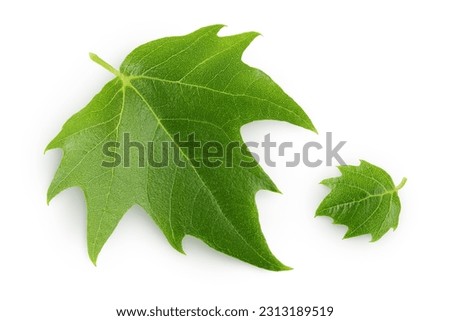 Platanus tree, sycamore leave isolated on white background. Top view. Flat lay Royalty-Free Stock Photo #2313189519