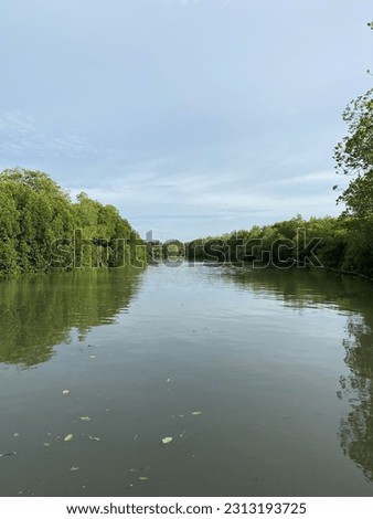 A picture of a river left and right there is a mangrove tree forest.
