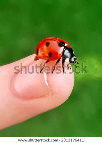 Ladybug Picture In A Colorful Garden