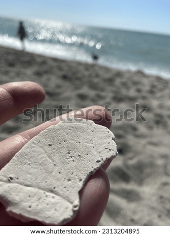 Broken sand dollar at the ocean. Also known as sea cookies or snapper biscuits in New Zealand, or pansy shells in South Africa