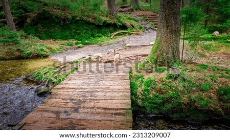 Chihuahua Dog on Hiking Tour around the little Lake Arber in the Bavarian Forests Germany