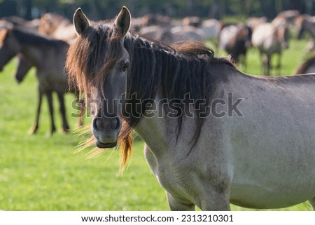 horse portrait in wildlife reserve