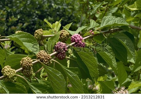 Callicarpa americana - Beautyberry Bloom and Fruit Royalty-Free Stock Photo #2313212831