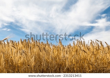 Golden cereal crops in the summer sunshine